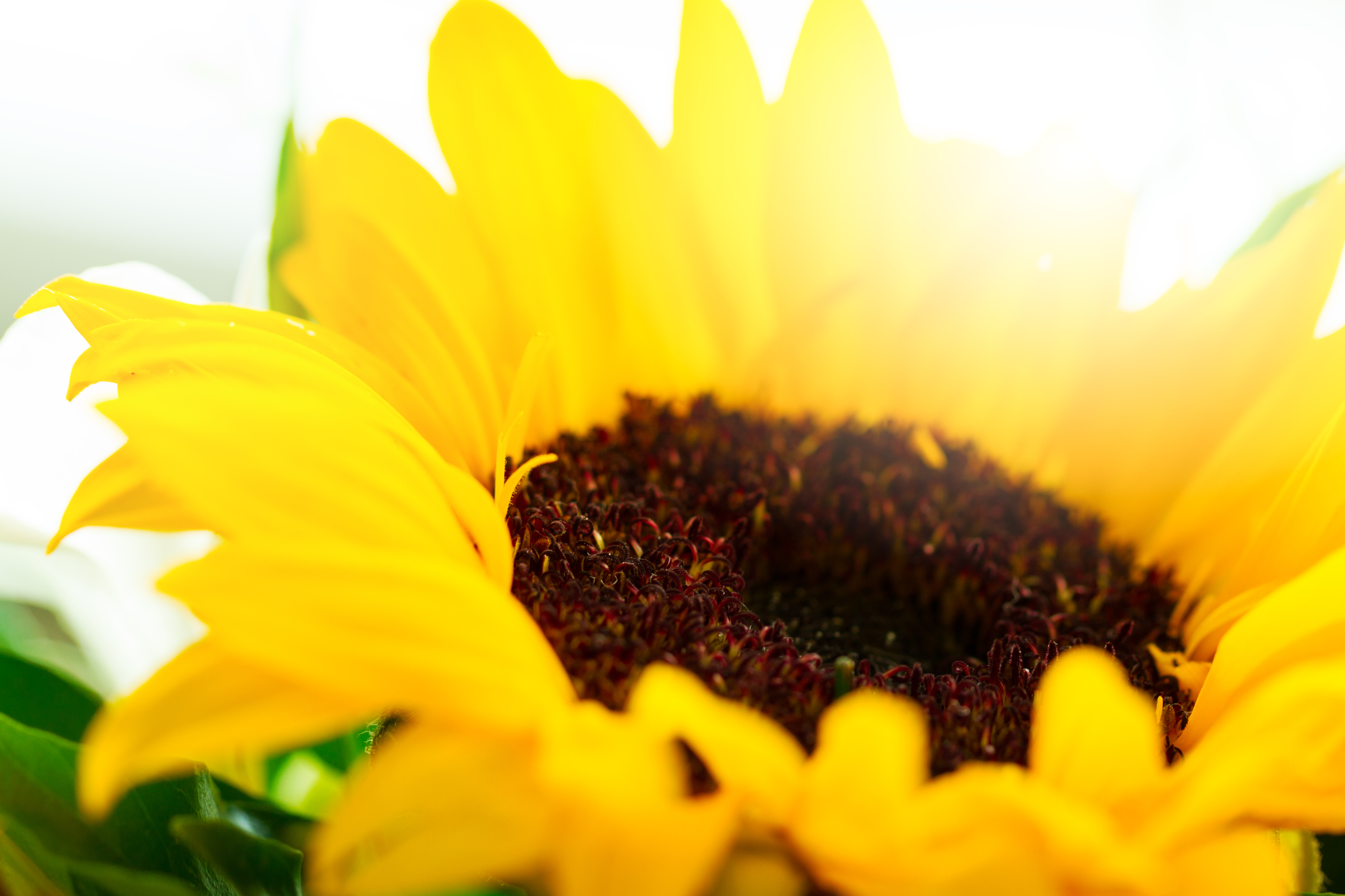 Sunflower close up
